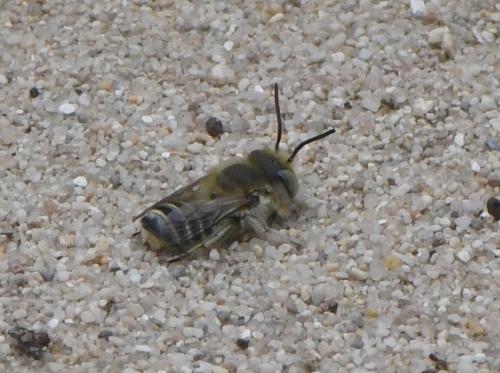 Réf. 233 525 : Megachile sp.